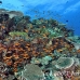 anthias_lyretail_rad_sari_h_0176_mal3244.jpg